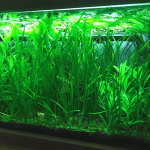 3 Green Jungle Val Plants, Aquarium Plants Live, Live Aquarium Plants, 4 to 6 Inches Tall, Aquatic Plants Live