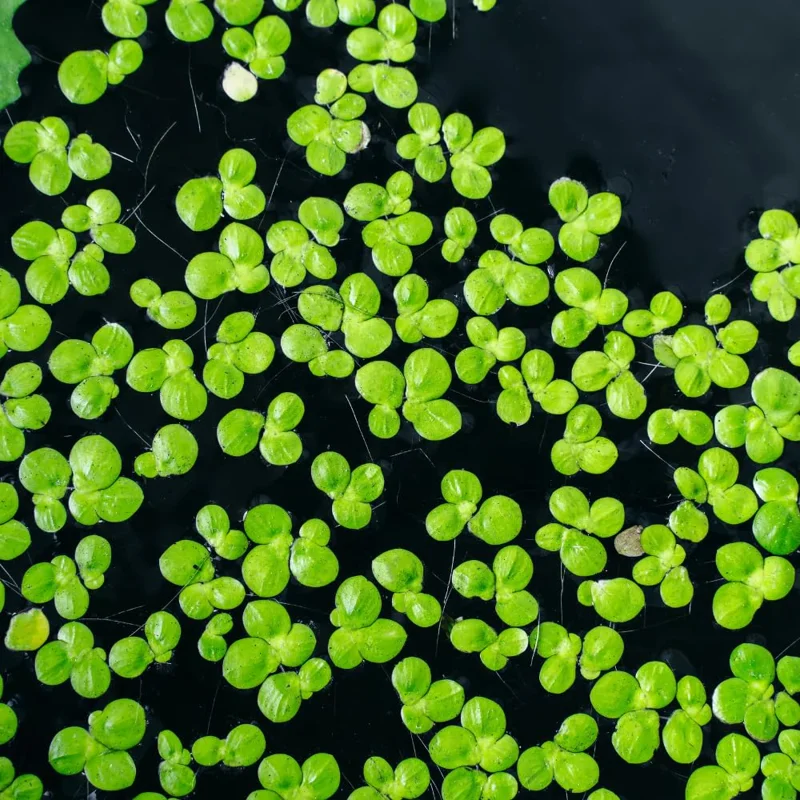 2000+ Duckweed Live Plants for Aquarium, Live Aquarium Plants, Duckweed Plant Live, Green Duckweed Aquatic Plant, No Ship to TX