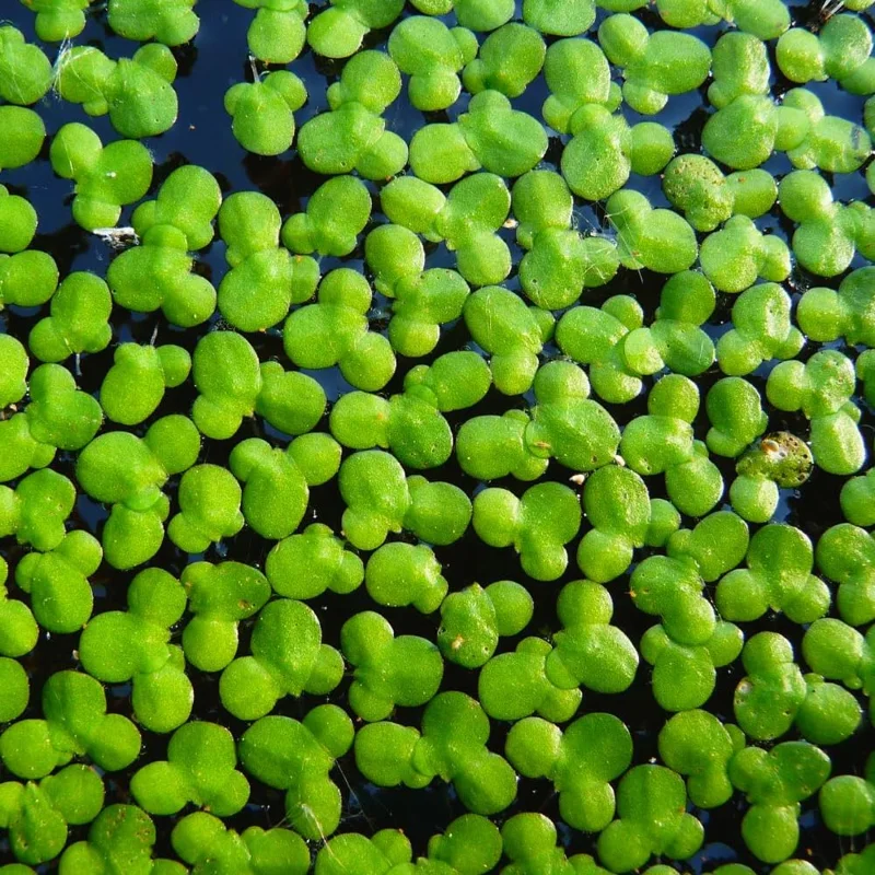 2000+ Duckweed Live Plants for Aquarium, Live Aquarium Plants, Duckweed Plant Live, Green Duckweed Aquatic Plant, No Ship to TX