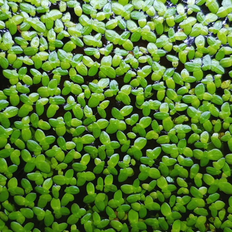 2000+ Duckweed Live Plants for Aquarium, Live Aquarium Plants, Duckweed Plant Live, Green Duckweed Aquatic Plant, No Ship to TX