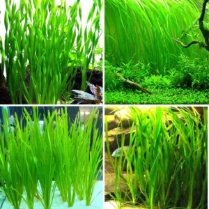 3 Green Jungle Val Plants, Aquarium Plants Live, Live Aquarium Plants, 4 to 6 Inches Tall, Aquatic Plants Live