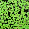 4000+ Duckweed Plants Live, Live Aquarium Plants, Aquarium Plant Live