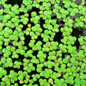 4000+ Duckweed Plants Live, Live Aquarium Plants, Aquarium Plant Live