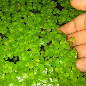 4000+ Duckweed Plants Live, Live Aquarium Plants, Aquarium Plant Live