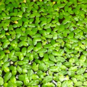 4000+ Duckweed Plants Live, Live Aquarium Plants, Aquarium Plant Live
