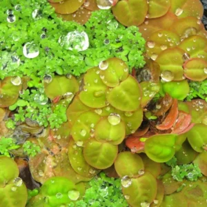 60+ Live Red Root Floater Plants - Vibrant Floating Aquarium Plants - Live Aquarium Plants for Growing