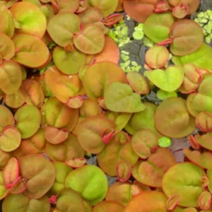 60+ Live Red Root Floater Plants - Vibrant Floating Aquarium Plants - Live Aquarium Plants for Growing