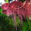 60+ Live Red Root Floater Plants - Vibrant Floating Aquarium Plants - Live Aquarium Plants for Growing