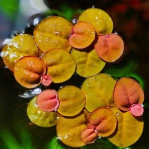 60+ Live Red Root Floater Plants - Vibrant Floating Aquarium Plants - Live Aquarium Plants for Growing