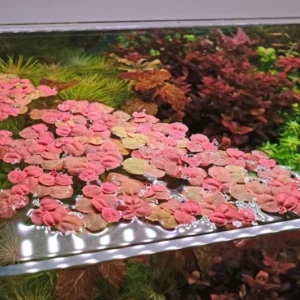 30+ Red Root Floater Plants Live, Aquarium Plants Live, Live Floating Plant for Aquarium