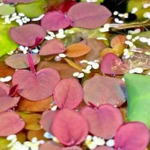30+ Red Root Floater Plants Live, Aquarium Plants Live, Live Floating Plant for Aquarium
