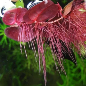 30+ Red Root Floater Plants Live, Aquarium Plants Live, Live Floating Plant for Aquarium