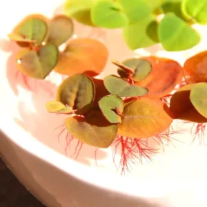 Combo 90+ Red Root Floater Plants Live, Aquarium Plants Live, Live Floating Plant for Aquarium, Aquatic Live Plants