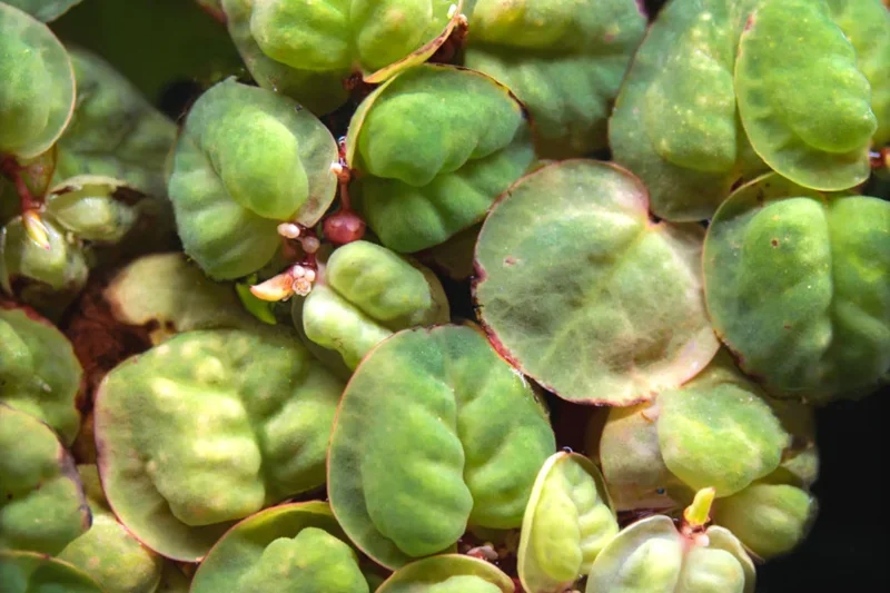 Combo 90+ Red Root Floater Plants Live, Aquarium Plants Live, Live Floating Plant for Aquarium, Aquatic Live Plants