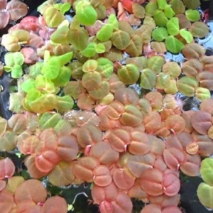Combo 90+ Red Root Floater Plants Live, Aquarium Plants Live, Live Floating Plant for Aquarium, Aquatic Live Plants