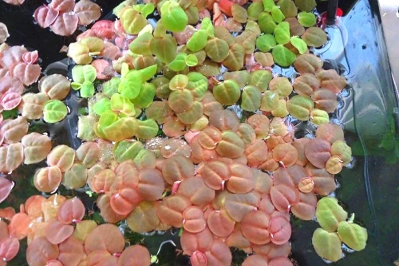Combo 90+ Red Root Floater Plants Live, Aquarium Plants Live, Live Floating Plant for Aquarium, Aquatic Live Plants