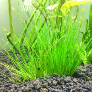 7 Dwarf Hair Grass Plants, 3 to 6 Inc Tall, Live Dwaft Hairgrass Plant Indoor Outdoor, Aquarium Plants Live Indoor Outdoor, Live Aquarium Plants