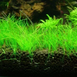 7 Dwarf Hair Grass Plants, 3 to 6 Inc Tall, Live Dwaft Hairgrass Plant Indoor Outdoor, Aquarium Plants Live Indoor Outdoor, Live Aquarium Plants