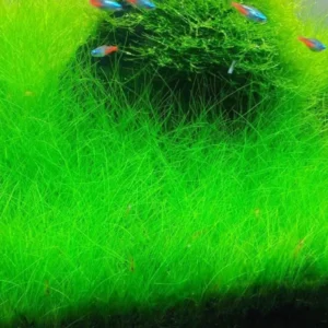 7 Dwarf Hair Grass Plants, 3 to 6 Inc Tall, Live Dwaft Hairgrass Plant Indoor Outdoor, Aquarium Plants Live Indoor Outdoor, Live Aquarium Plants