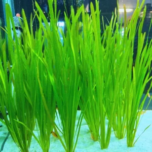 6 Green Jungle Val Plants, Aquarium Plants Live, 4 to 6 Inches Tall, Live Aquarium Plants Indoor Outdoor