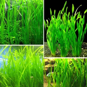 6 Green Jungle Val Plants, Aquarium Plants Live, 4 to 6 Inches Tall, Live Aquarium Plants Indoor Outdoor