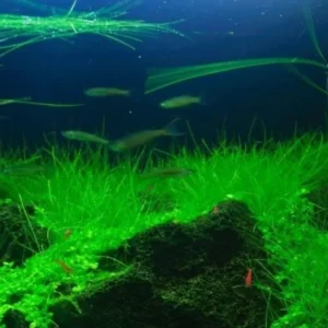 Live Aquarium Plants, 14 Dwarf Hair Grass Plants, Hair Grass Plant Aquarium, 3 to 6 Inc Tall, Live Dwaft Hairgrass Plant, Aquarium Plants Live