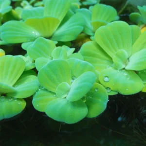 Water Lecture Plants Live Pond, 2 Plants, Water Lettuce Floating Live Pond Plants, Aquarium Plants Live