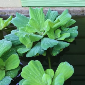 Water Lecture Plants Live Pond, 2 Plants, Water Lettuce Floating Live Pond Plants, Aquarium Plants Live