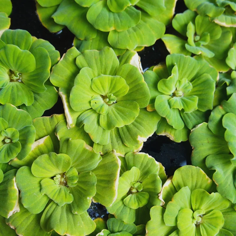 Combo 3 Water Lecture Live Plants, Floating Water Lettuce Plants Live – Live Aquatic Plant for Ponds and Aquariums
