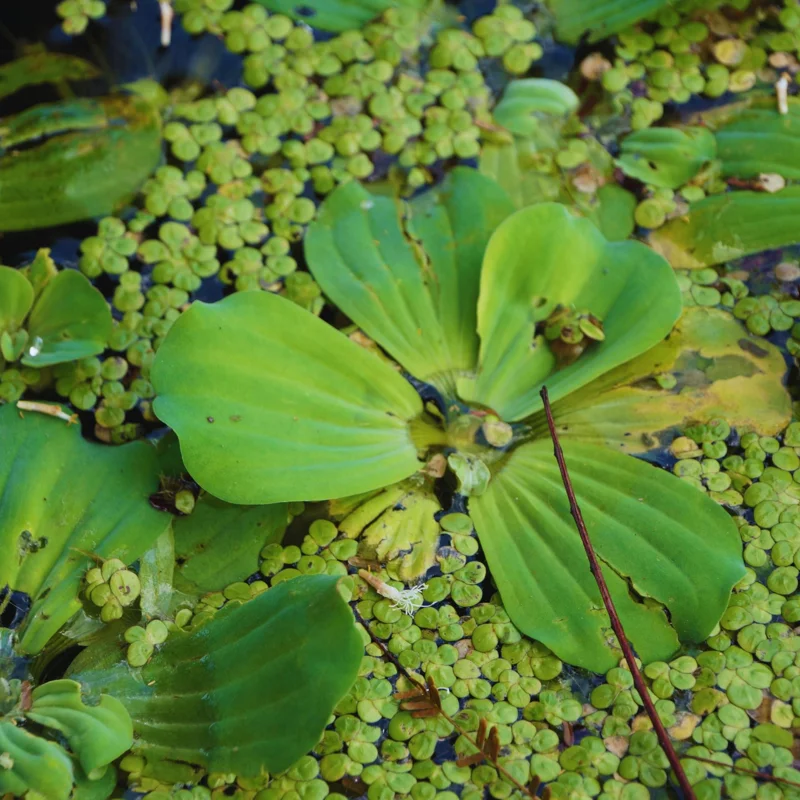 Combo 3 Water Lecture Live Plants, Floating Water Lettuce Plants Live – Live Aquatic Plant for Ponds and Aquariums