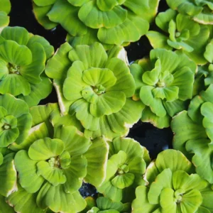 Water Lecture Plants Live Pond, 2 Plants, Water Lettuce Floating Live Pond Plants, Aquarium Plants Live