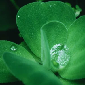 Water Lecture Plants Live Pond, 2 Plants, Water Lettuce Floating Live Pond Plants, Aquarium Plants Live