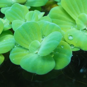 Combo 3 Water Lecture Live Plants, Floating Water Lettuce Plants Live – Live Aquatic Plant for Ponds and Aquariums