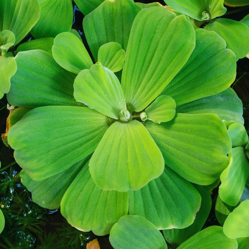 Combo 3 Water Lecture Live Plants, Floating Water Lettuce Plants Live – Live Aquatic Plant for Ponds and Aquariums