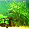6 Stems of Jungle Vals Plants, Jungle Val Aquarium Plants Live, 2 Bundles, Aquatic Plants Live, Jungle Vallisneria Aquarium Plants