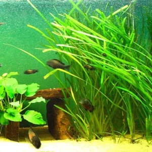 6 Stems of Jungle Vals Plants, Jungle Val Aquarium Plants Live, 2 Bundles, Aquatic Plants Live, Jungle Vallisneria Aquarium Plants
