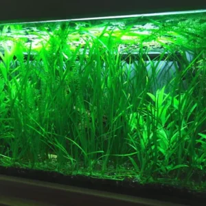 6 Stems of Jungle Vals Plants, Jungle Val Aquarium Plants Live, 2 Bundles, Aquatic Plants Live, Jungle Vallisneria Aquarium Plants