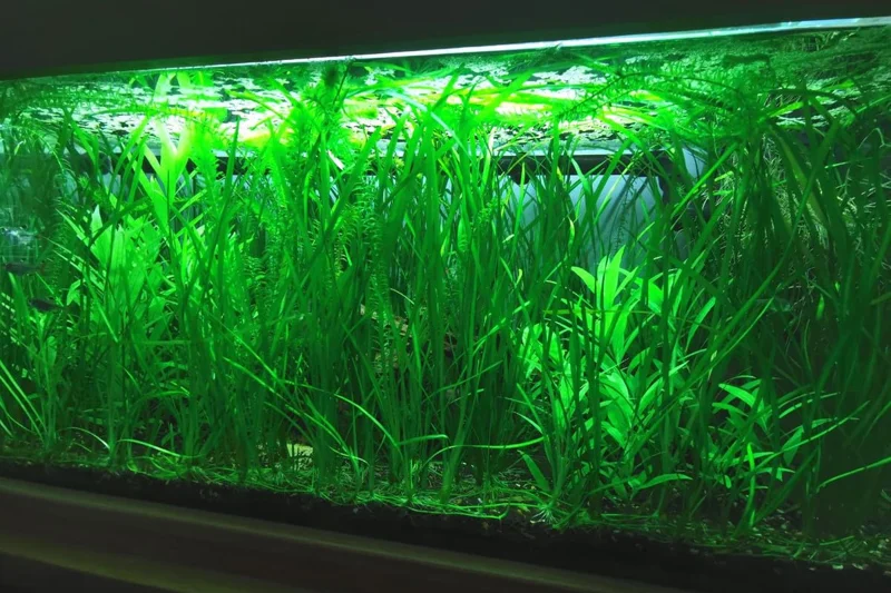 6 Stems of Jungle Vals Plants, Jungle Val Aquarium Plants Live, 2 Bundles, Aquatic Plants Live, Jungle Vallisneria Aquarium Plants