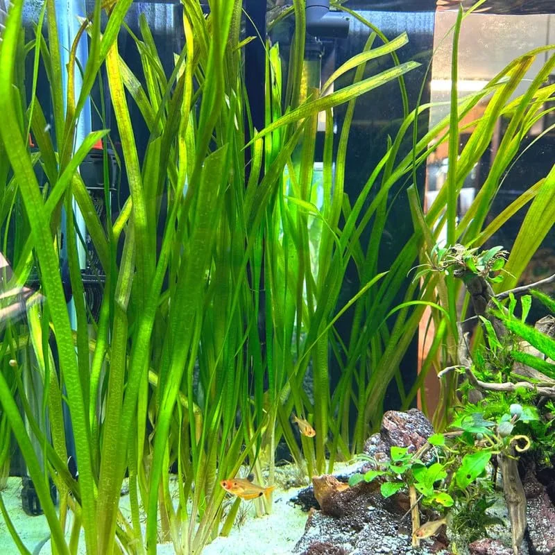 6 Stems of Jungle Vals Plants, Jungle Val Aquarium Plants Live, 2 Bundles, Aquatic Plants Live, Jungle Vallisneria Aquarium Plants