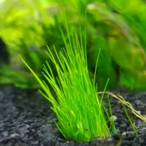 28 Stems of Aquarium Grass Plants Live, Dwaft Hairgrass Plants Live, Live Aquarium Plants, Aquatic Plant Live Indoor Outdoor