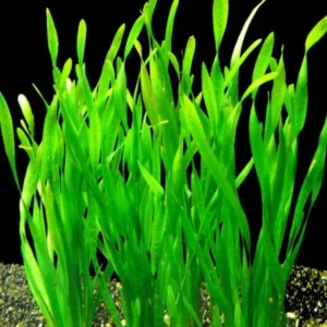9 Stems of Jungle Vals Plants, Jungle Val Aquarium Plants Live, Live Aquarium Plants for Garden, 9 Small Plants