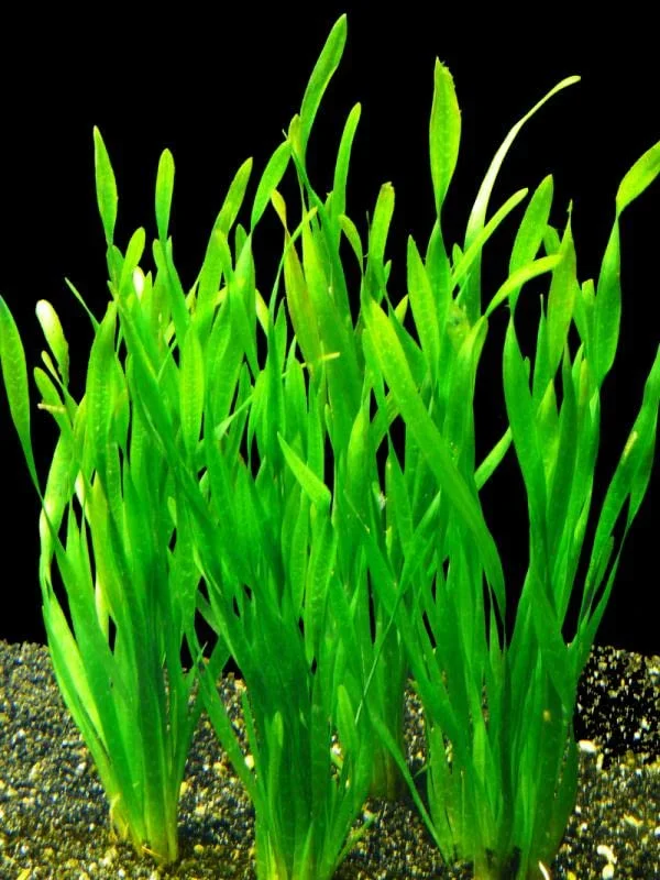 9 Stems of Jungle Vals Plants, Jungle Val Aquarium Plants Live, Live Aquarium Plants for Garden, 9 Small Plants