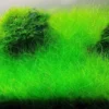 21 Stems of Aquarium Plants Live, Dwaft Hairgrass Grass Plants Live, Live Aquarium Plants, 4 to 6 Inc Tall Seedling