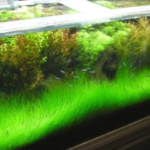 21 Stems of Aquarium Plants Live, Dwaft Hairgrass Grass Plants Live, Live Aquarium Plants, 4 to 6 Inc Tall Seedling