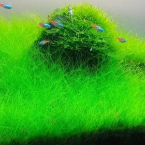 21 Stems of Aquarium Plants Live, Dwaft Hairgrass Grass Plants Live, Live Aquarium Plants, 4 to 6 Inc Tall Seedling