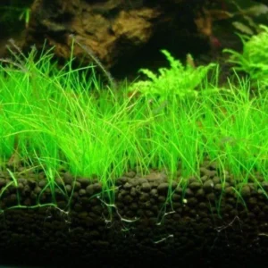 21 Stems of Aquarium Plants Live, Dwaft Hairgrass Grass Plants Live, Live Aquarium Plants, 4 to 6 Inc Tall Seedling