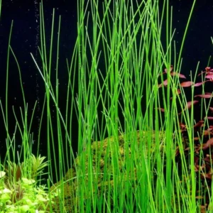 28 Stems of Aquarium Grass Plants Live, Dwaft Hairgrass Plants Live, Live Aquarium Plants, Aquatic Plant Live Indoor Outdoor
