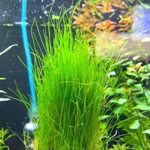 28 Stems of Aquarium Grass Plants Live, Dwaft Hairgrass Plants Live, Live Aquarium Plants, Aquatic Plant Live Indoor Outdoor