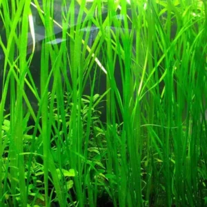 9 Stems of Jungle Vals Plants, Jungle Val Aquarium Plants Live, Live Aquarium Plants for Garden, 9 Small Plants