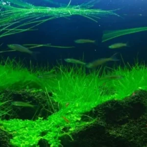 14 Stems of Aquarium Grass Plants Live, Dwaft Hairgrass Plants, Live Aquarium Plants, 4 to 6 Inc Tall, Aquatic Plant Live, Easy to Plant